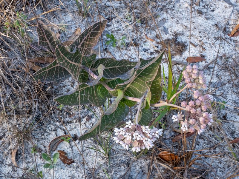 Pinewoods Milkweed