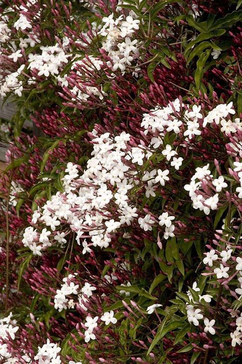 Pink Jasmine (Jasminum polyanthum)
