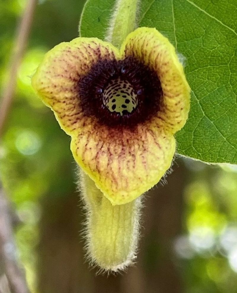 Pipevine Pipevine