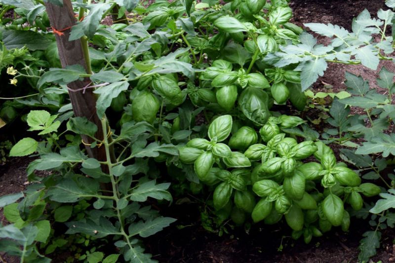 Place basil where it will not compete with tomatoes