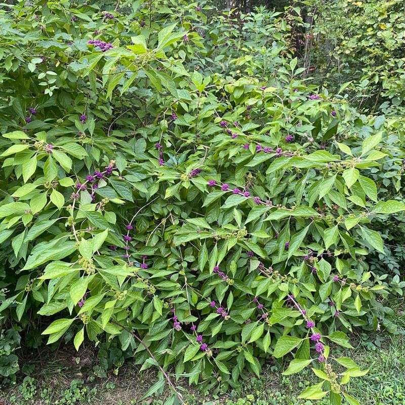 Place beautyberry on the managed side of the edge
