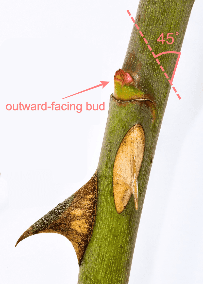 Place clean cuts above outward-facing buds
