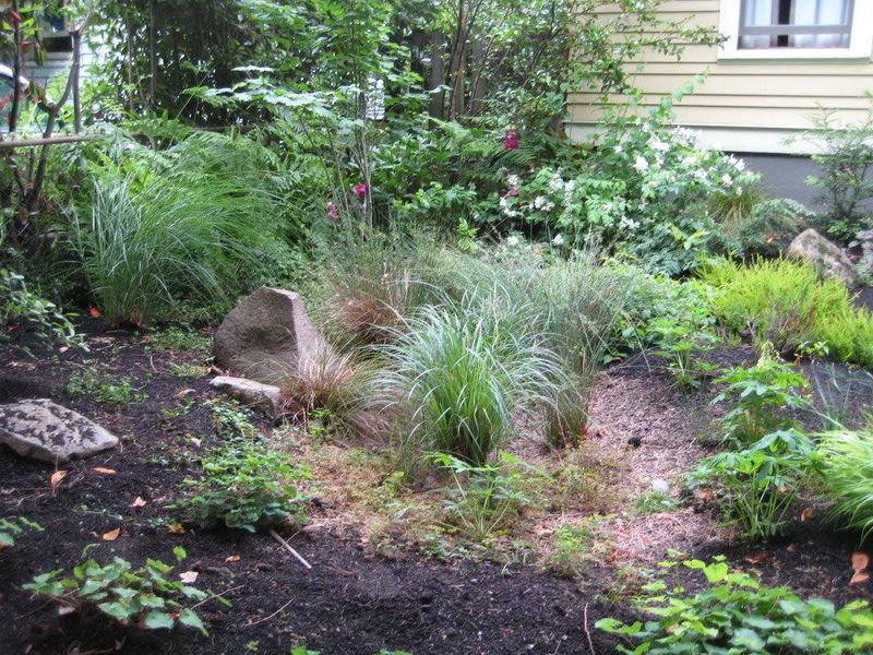 Place gray rush at a suitable pond, rain garden, or swale