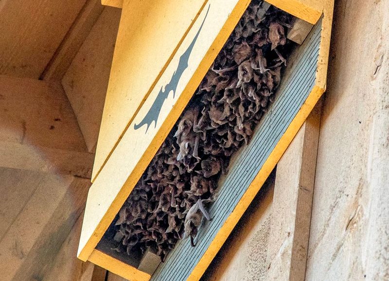 Place the house high, open, and near useful habitat Place the house high, open, and near useful habitat