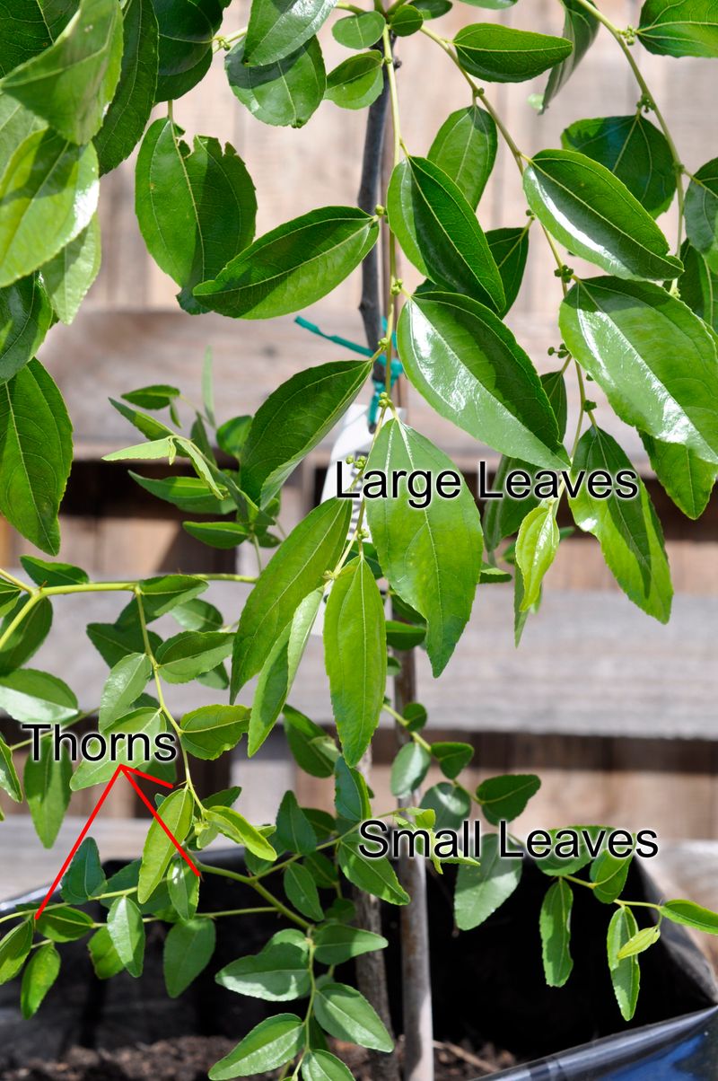 Place thorns, suckers, and fruit litter away from traffic Place thorns, suckers, and fruit litter away from traffic