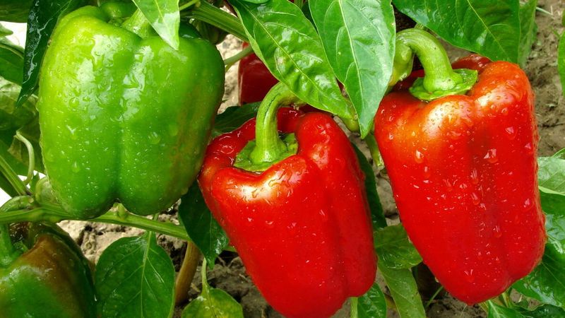Plan a fall crop around moderation and frost