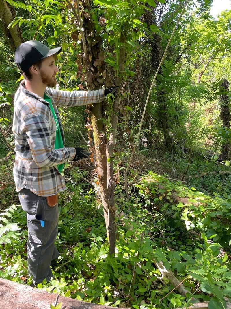 Plan established-tree removal around the root system