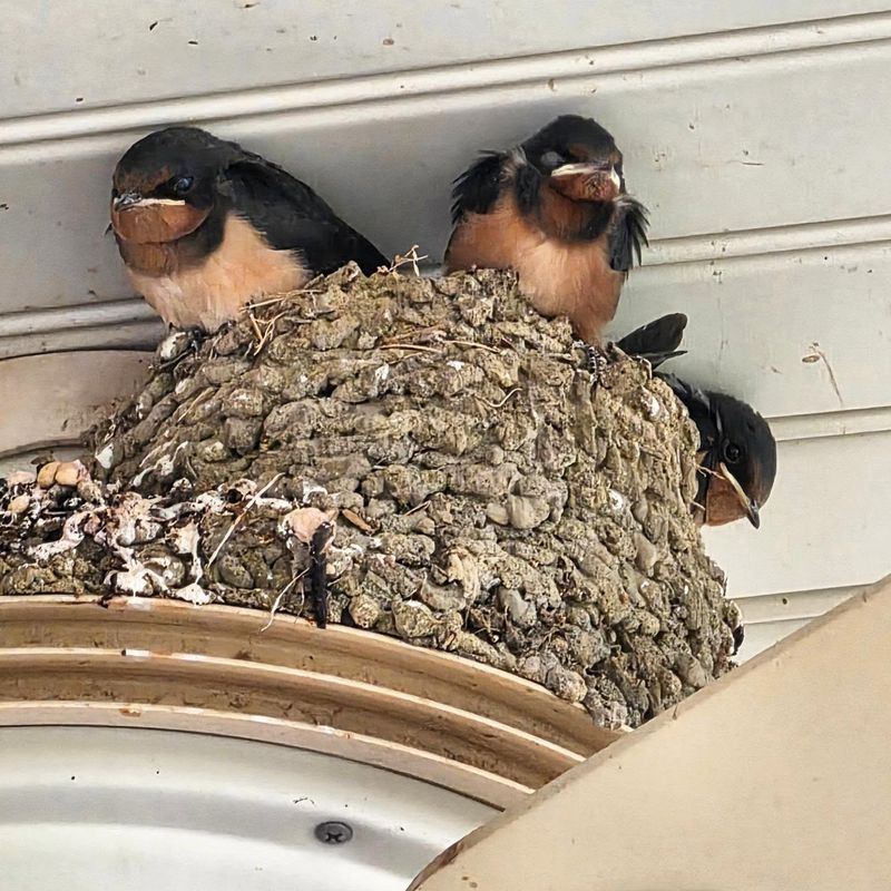 Plan for Droppings, Noise, and Protected Active Nests