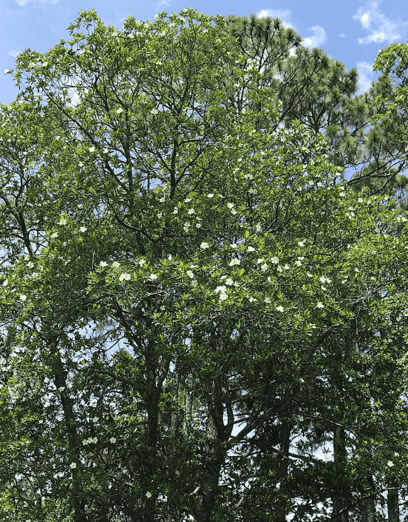 Plan for a substantial evergreen tree