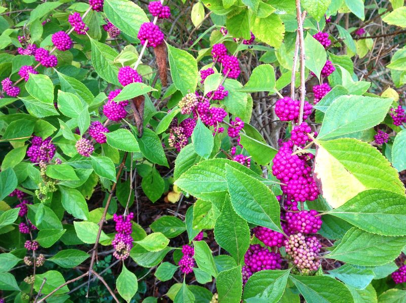 Plan for an open shrub, not an evergreen hedge