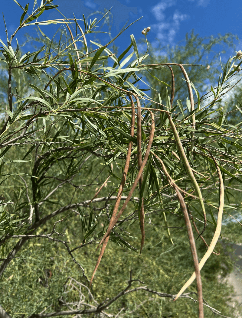 Plan for seed pods, winter bareness, and routine maintenance