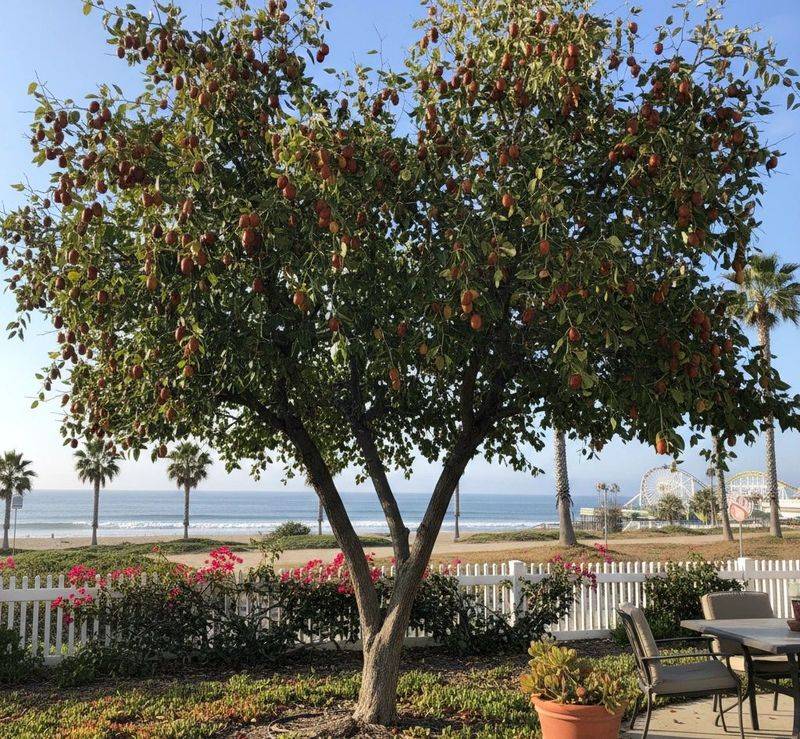 Plan for sun, drainage, and a full-size tree Plan for sun, drainage, and a full-size tree