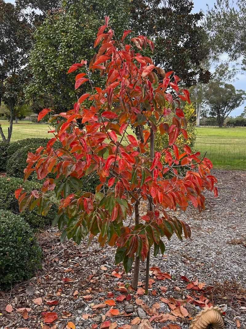 Plan for the mature tree before planting