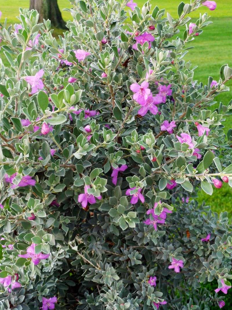 Plan for the shrub’s mature size beside the house