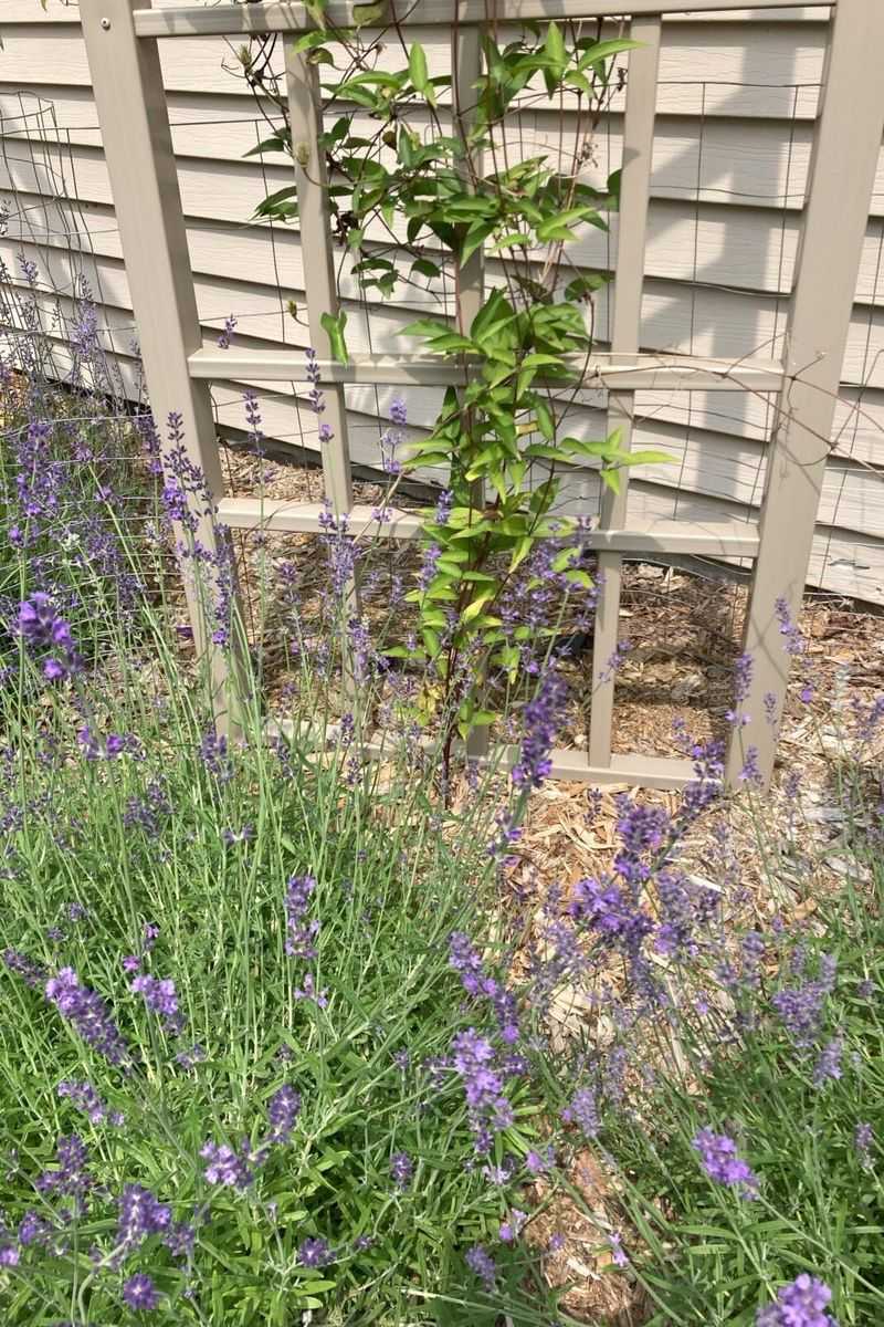 Plan for variable flowering and uncertain fence coverage