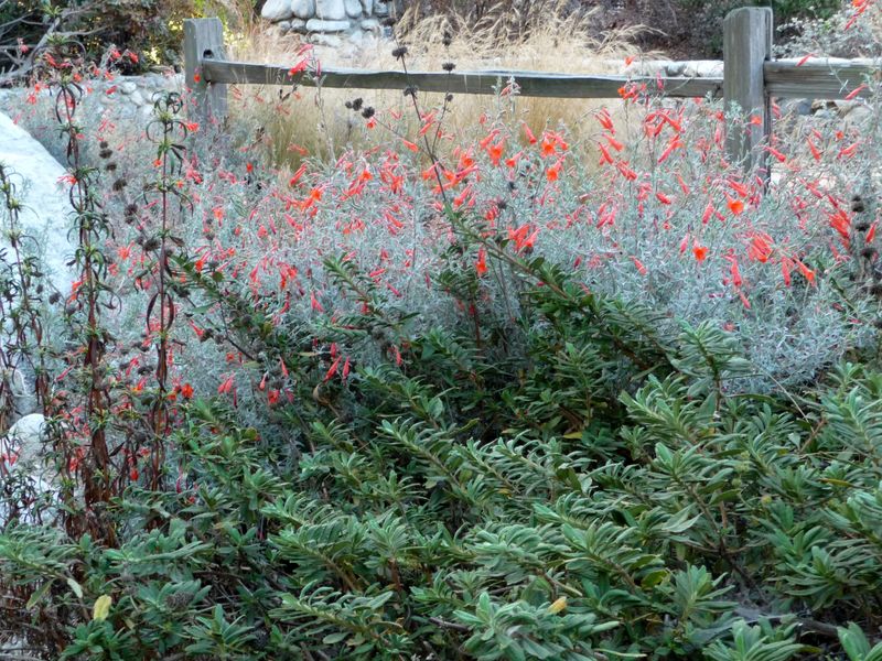 Plan for winter dormancy and seasonal pruning