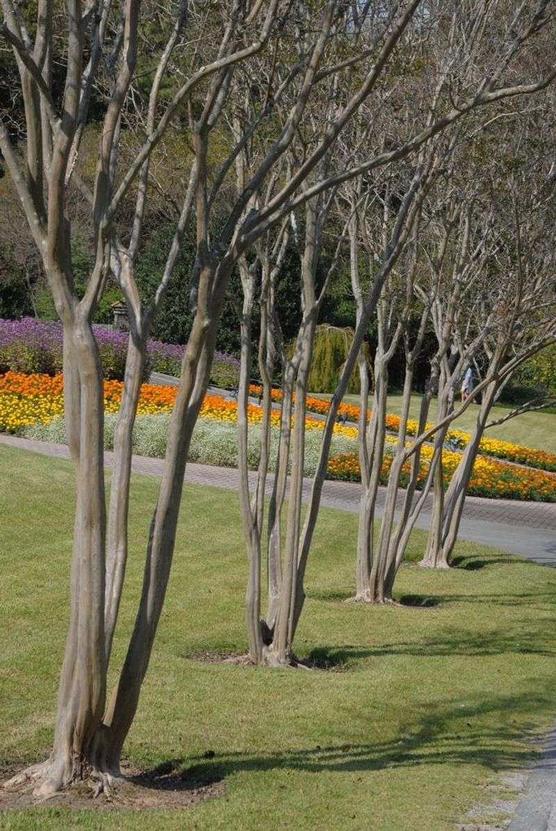 Plan routine structural pruning for the usual dormant-season window Plan routine structural pruning for the usual dormant-season window
