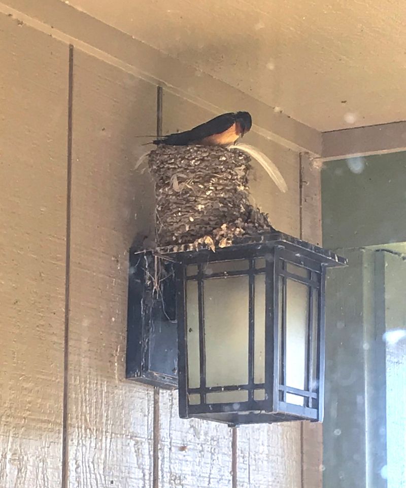 Plan shelf placement around droppings and protected nests Plan shelf placement around droppings and protected nests