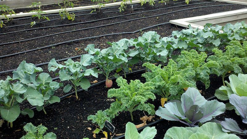 Plan the Next Planting Around Local Fall Conditions