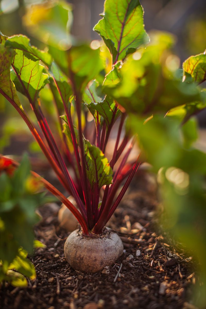 Plan the harvest window, not a frost deadline