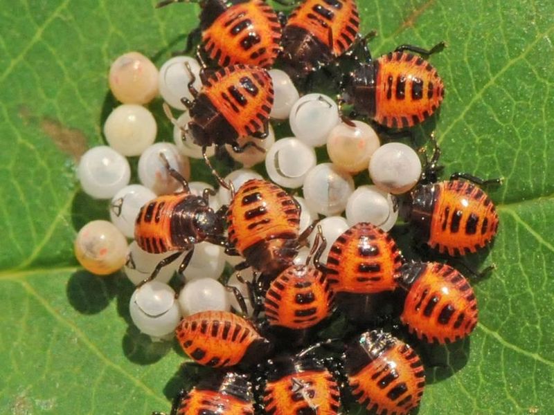 Plant Damage and Egg Masses Help Assess Local Activity
