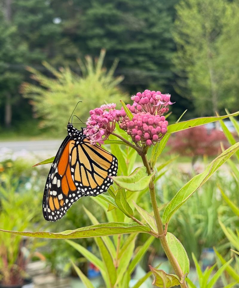 Plant Native Milkweed for Monarch Caterpillars