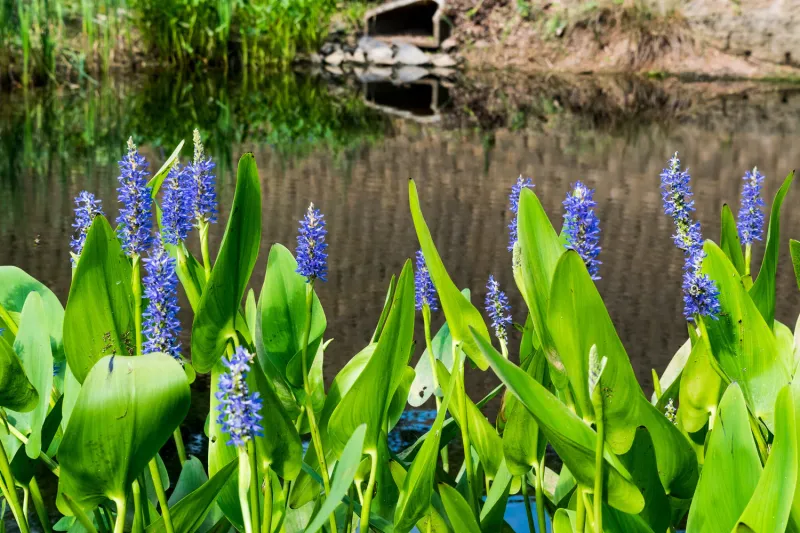 Plant Native Shoreline Plants Around Water