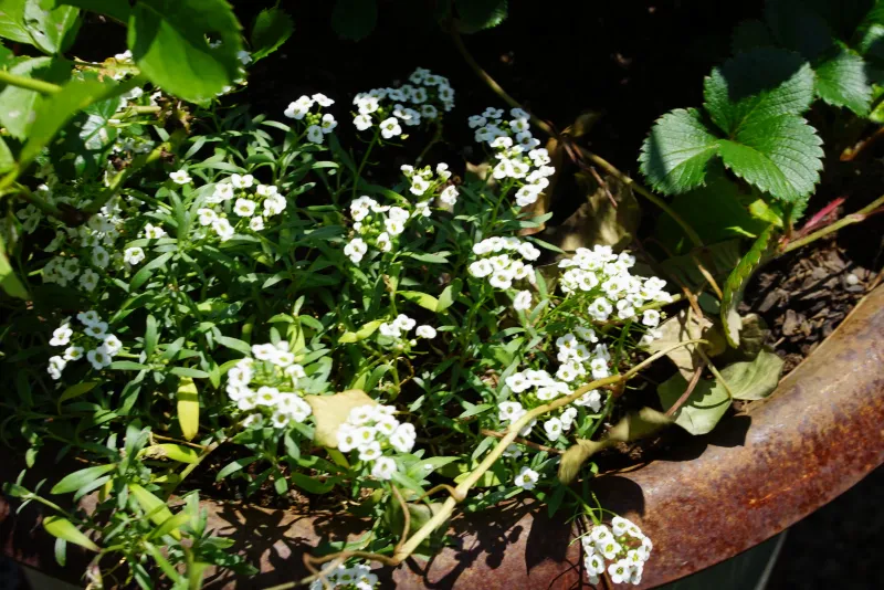 Plant alyssum near the cucumber bed as a low border Plant alyssum near the cucumber bed as a low border
