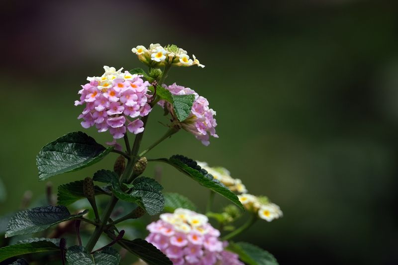 Plant and protect lantana according to your region