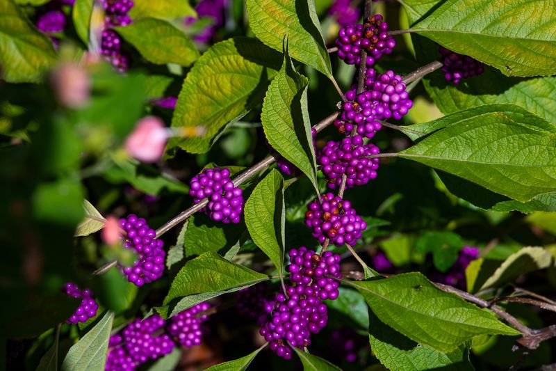 Plant beautyberry for the garden, not for a tick promise