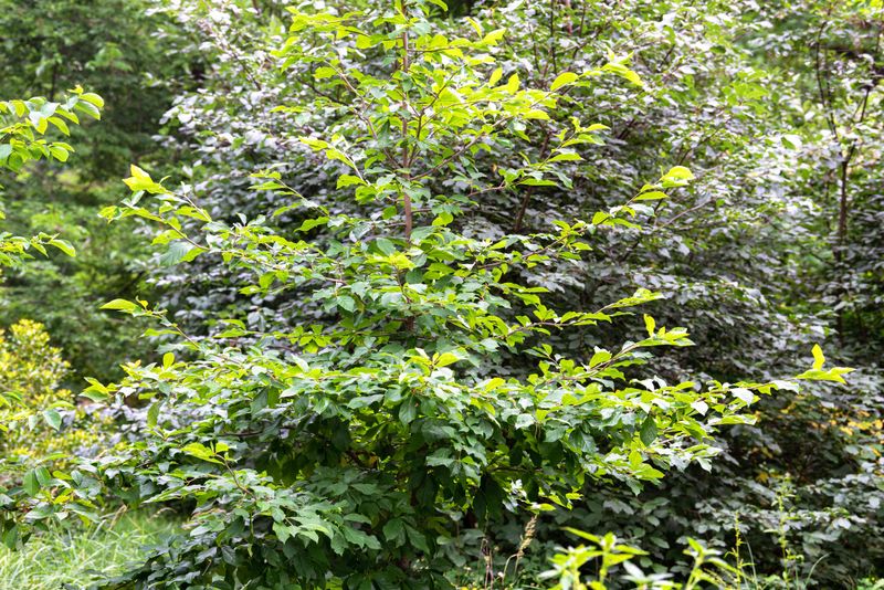 Plant black gum where it can remain permanently
