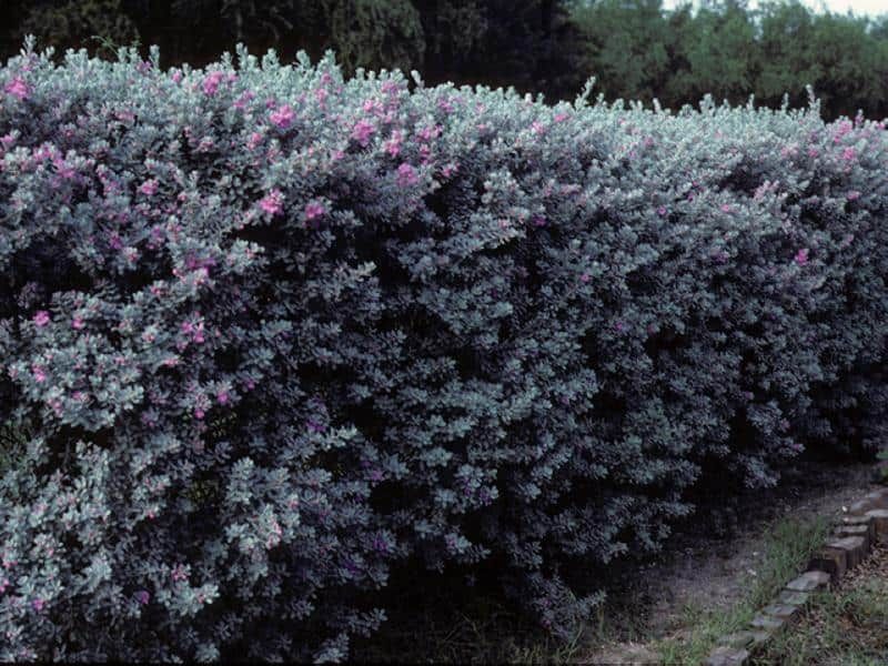Plant cenizo for the landscape, not the promise Plant cenizo for the landscape, not the promise