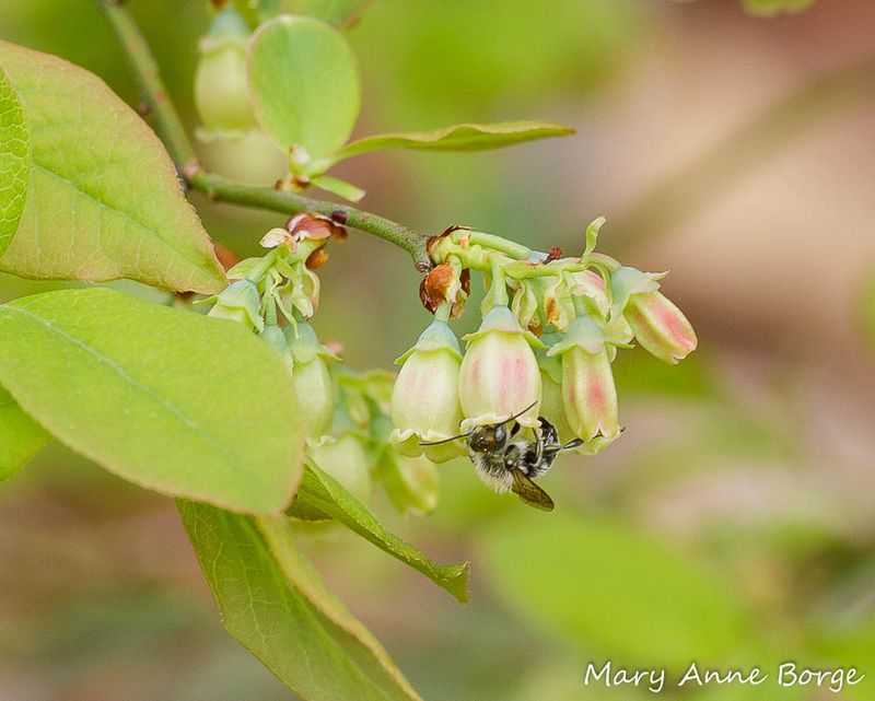 Plant compatible cultivars to improve pollination Plant compatible cultivars to improve pollination