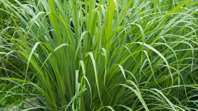 Plant-derived chemicals suggest only a limited possibility