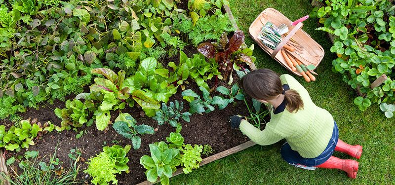 Plant during cooler conditions and settle roots into moist soil
