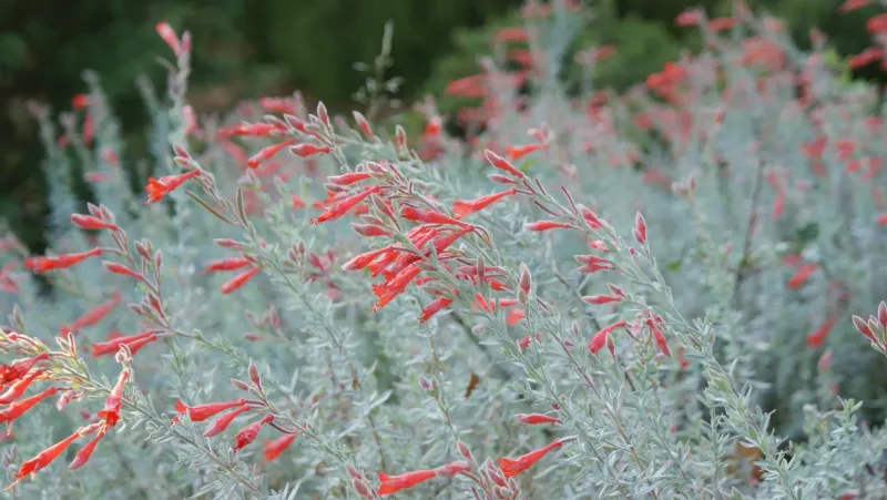 Plant during the cool season and plan for root establishment