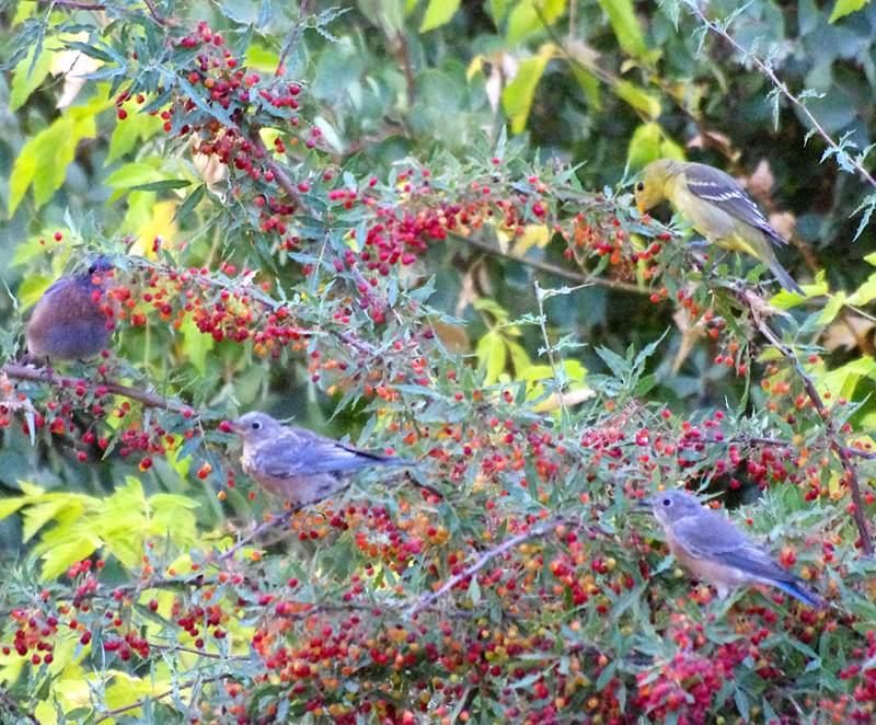 Plant food-producing edges for natural foraging