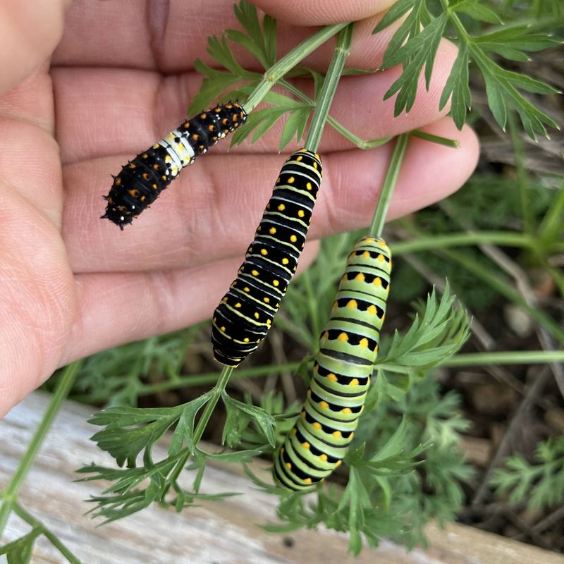 Plant host plants that caterpillars can actually use
