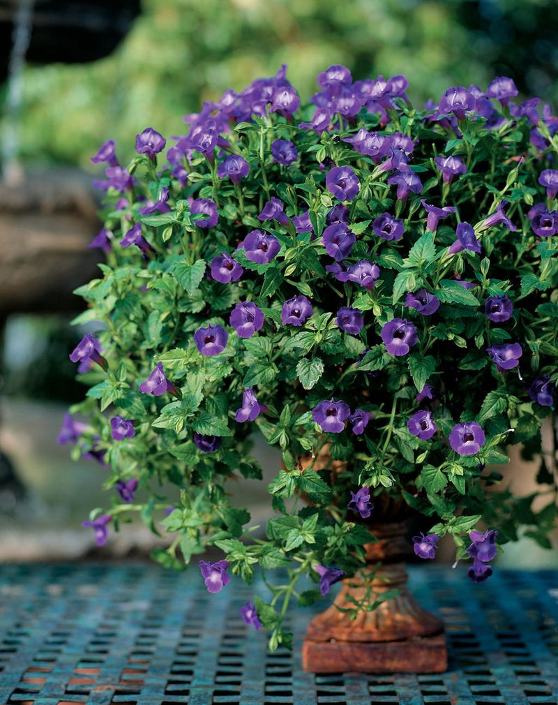 Plant it as a warm-season annual in Texas Plant it as a warm-season annual in Texas