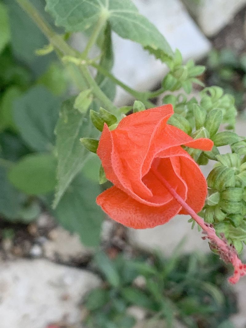 Plant it for establishment, not just for heat tolerance