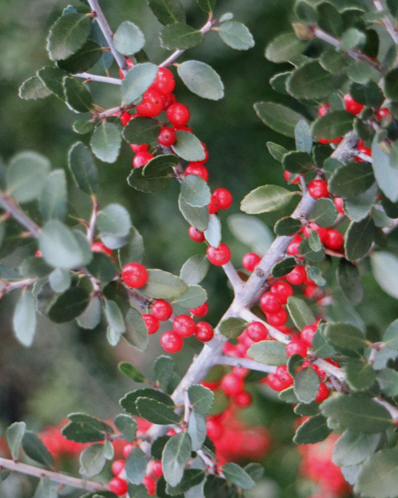 Plant it for habitat, not as a maintenance-free foundation shrub Plant it for habitat, not as a maintenance-free foundation shrub