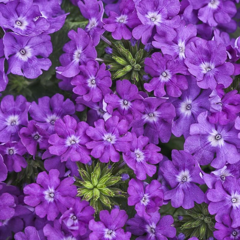 Plant it for resilient color, not perfection