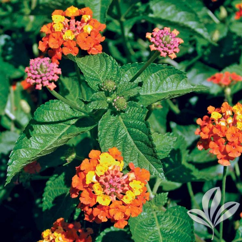 Plant it once only when the site can support its return