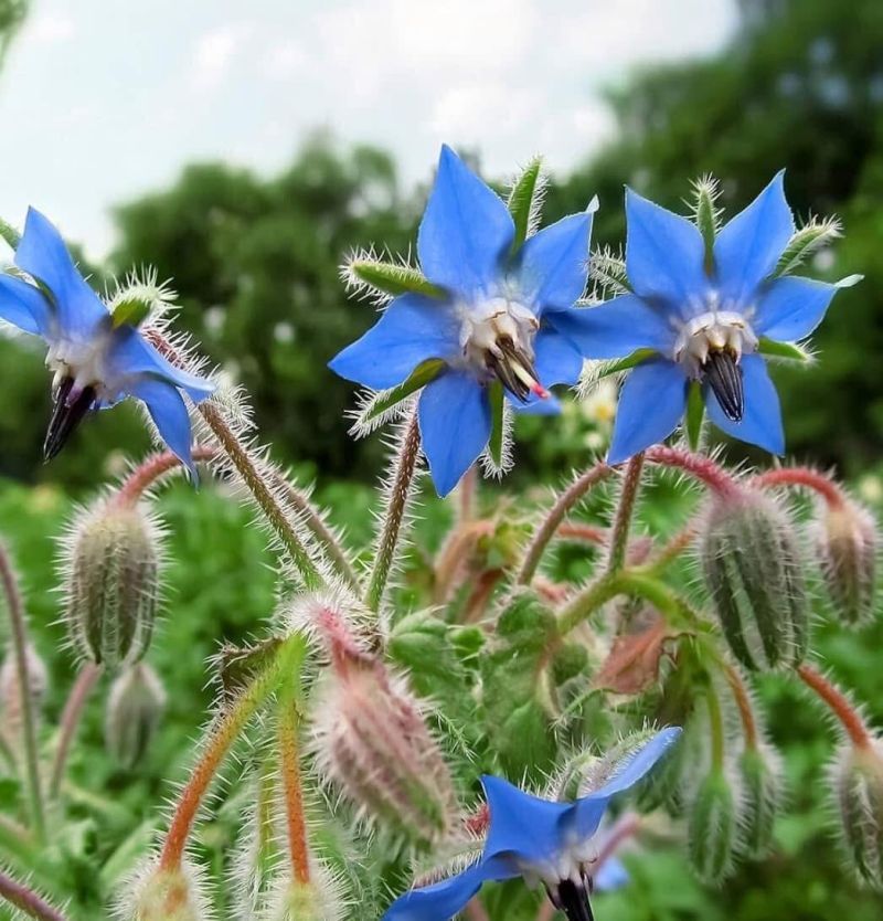 Plant it only when the household and maintenance plan fit
