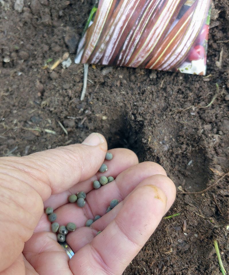 Plant okra by warm soil and local frost dates