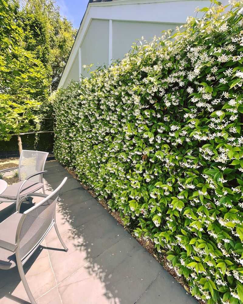 Plant star jasmine where spring fragrance matters