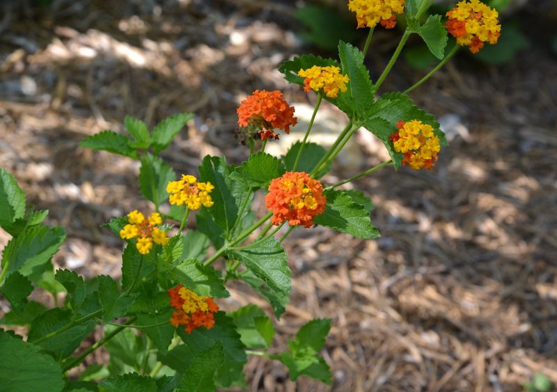 Plant the native form in the right Texas location Plant the native form in the right Texas location