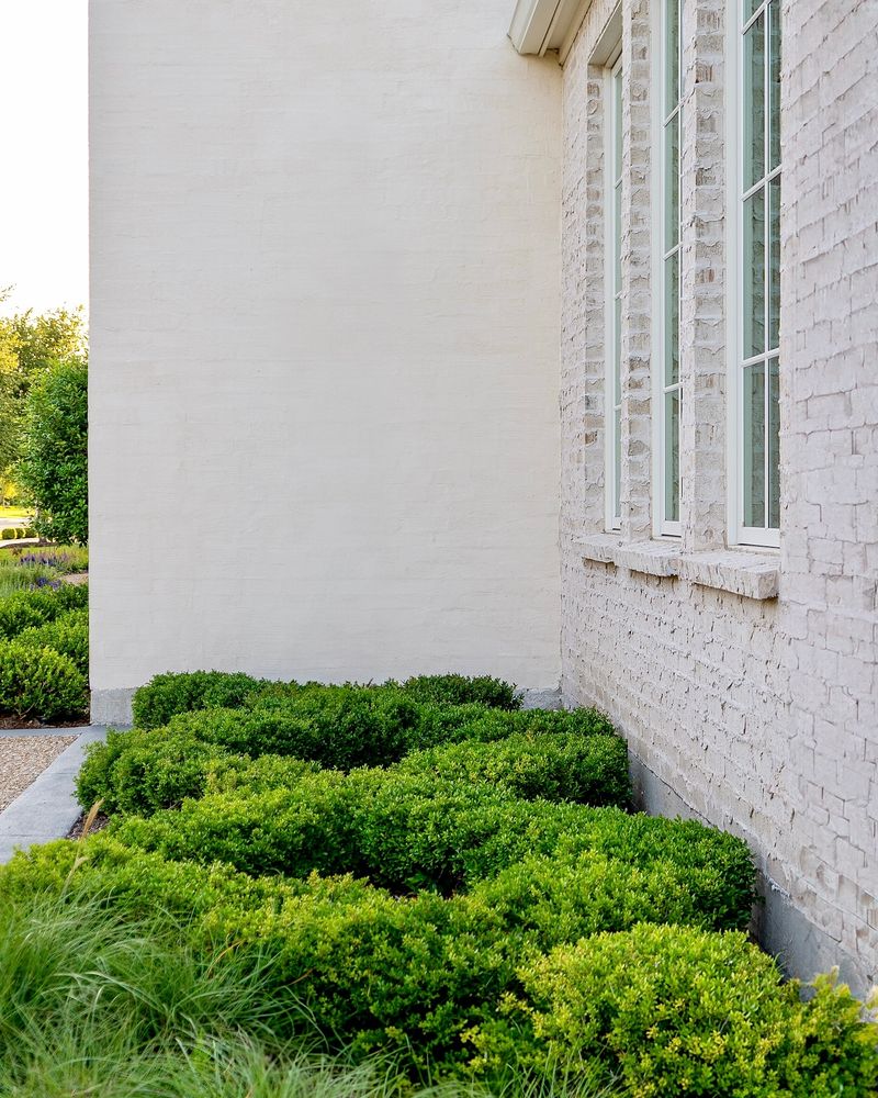 Plant the root ball level and give the shrub room Plant the root ball level and give the shrub room
