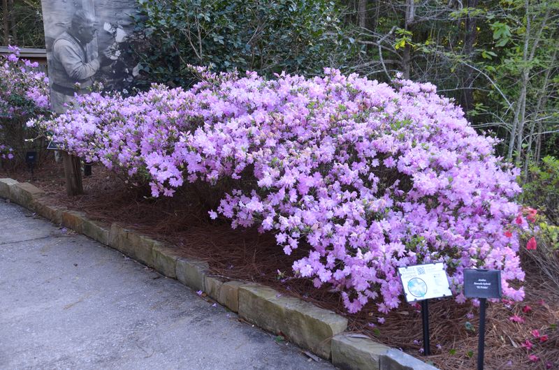 Plant type and soil goals can override the usual recommendation