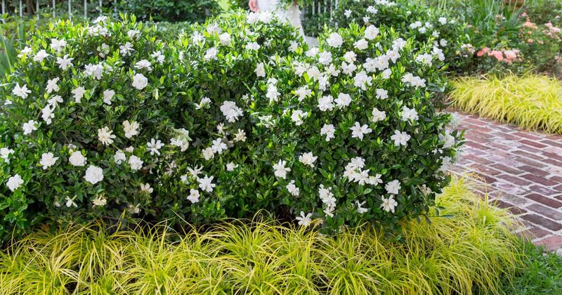 Planting a new gardenia calls for a different fall step